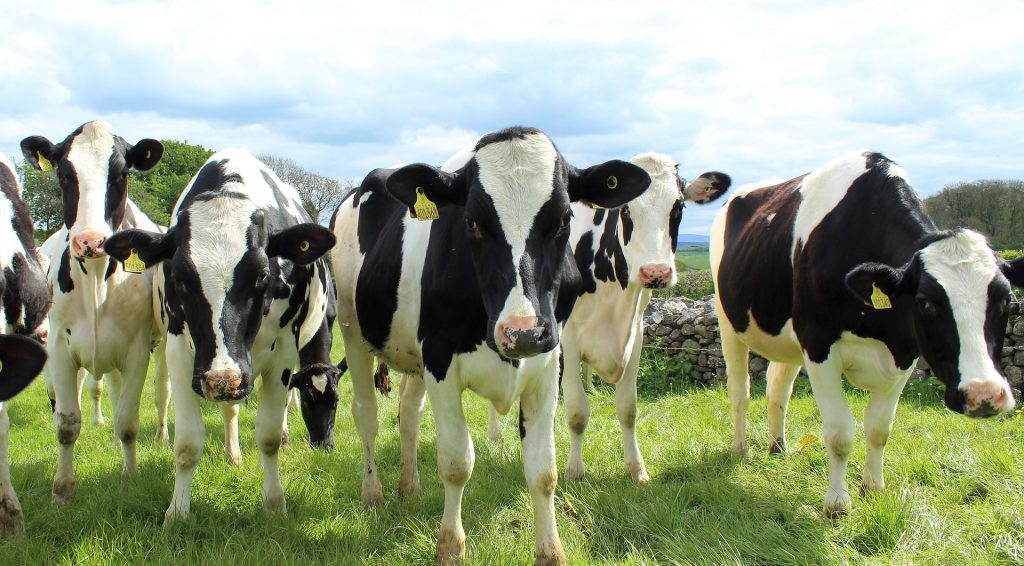 holstein cattle 2318436 1920 Cows methane emissions