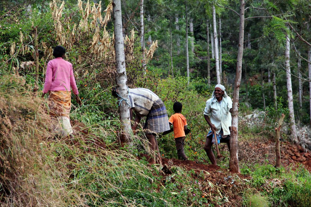 18963494304 9b264185e1 k 1 Indian Agroforestry