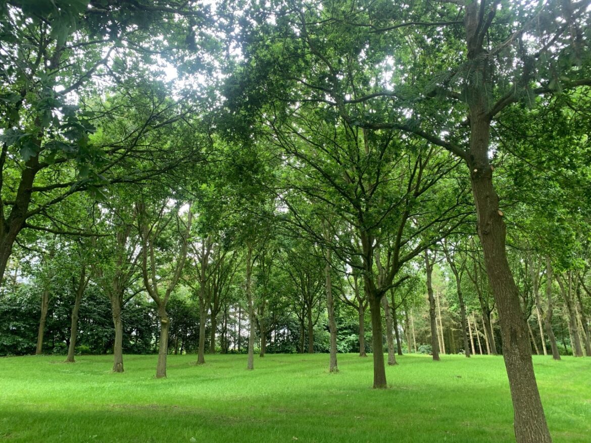 Electric Woodland site