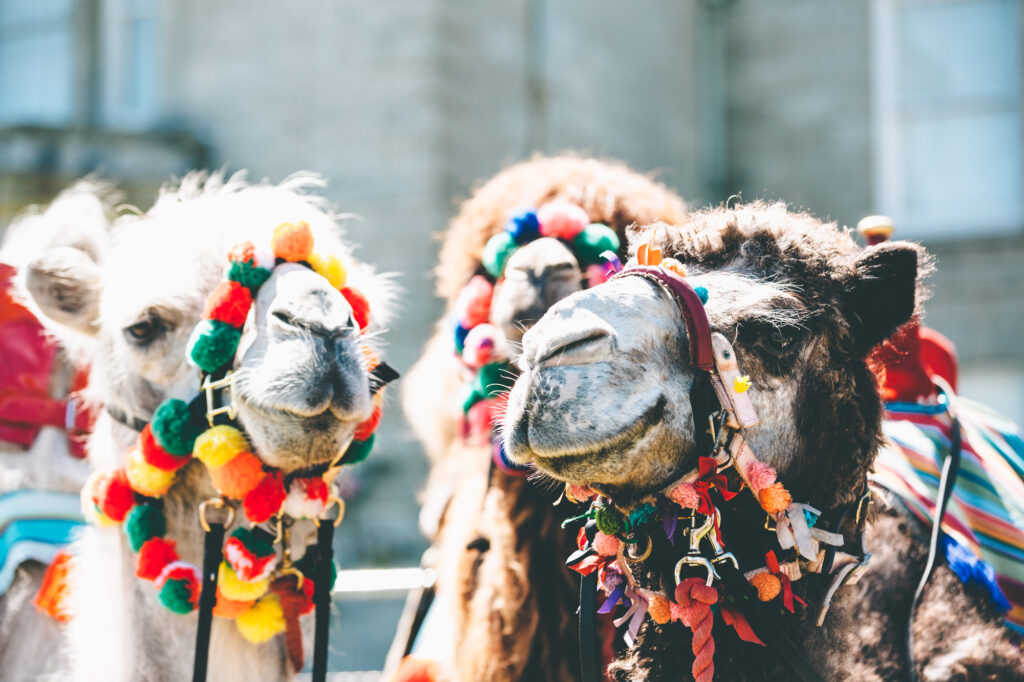 great estate 2017 4173 The Great Estate llamas