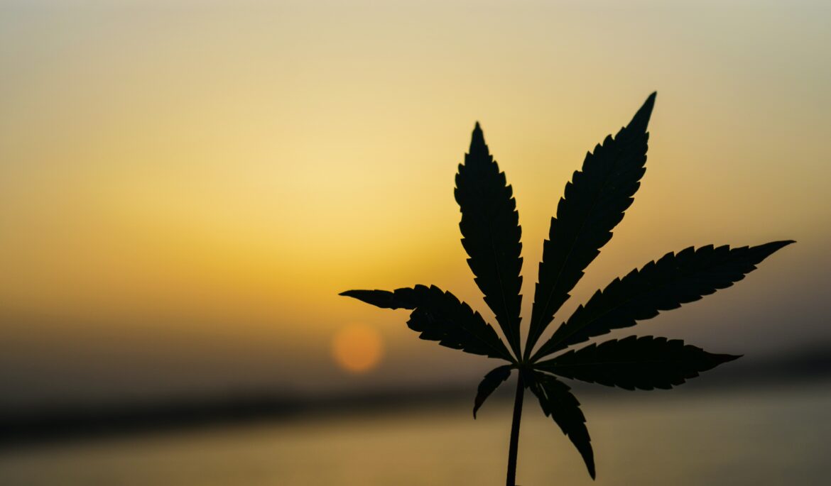 Cannabis leaf with HHC