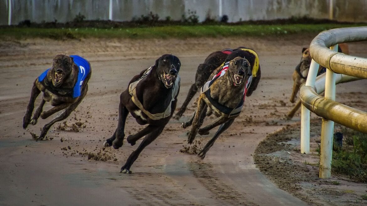 greyhound racing 3964594 1920
