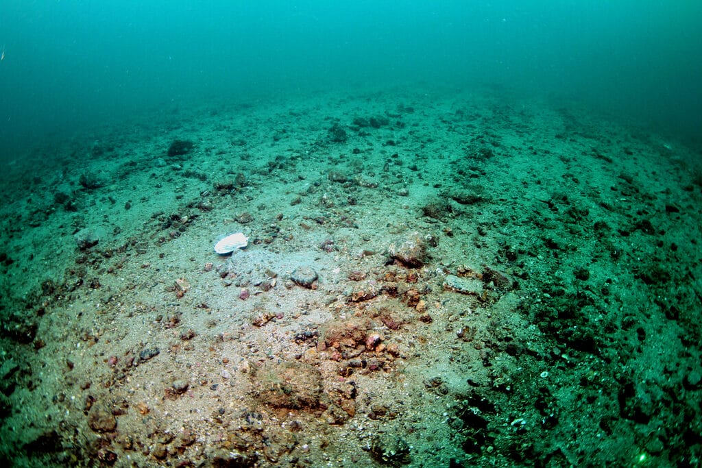 Bottom trawling